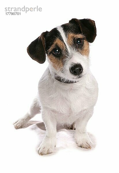 Haushund  Jack Russell Terrier  erwachsen  sitzend  mit Halsband