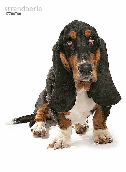 Haushund  Basset Hound  erwachsen  sitzend