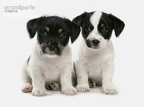 Haushund  Jack Russell Terrier  zwei Welpen  sitzend