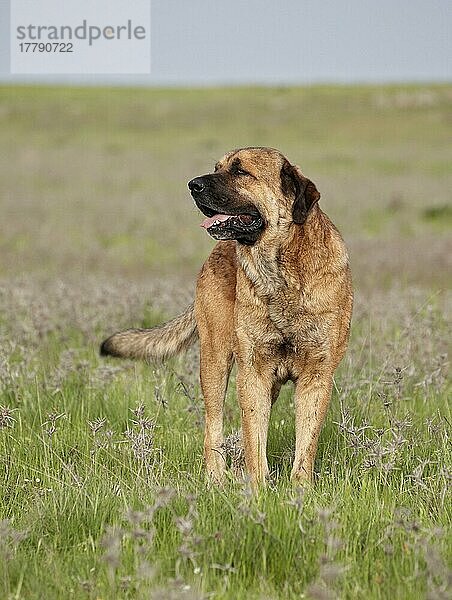 Haushund  Spanischer Mastiff  erwachsener Rüde  im Grasland stehend  Extremadura  Spanien  April  Europa