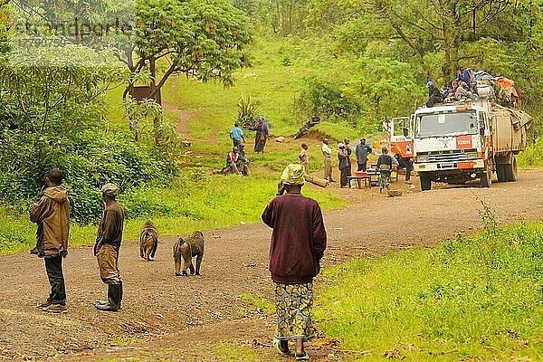 Olivenpavian (Papio anubis) zwei Erwachsene  die zusammen mit Dorfbewohnern Lebensmittel von Lastwagen entlang der Straße stehlen  Kahuzi-Biega N. P. Region Kivu  Demokratische Republik Kongo  November