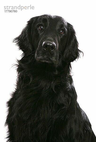 Haushund  Flat-coated Retriever  erwachsen  Nahaufnahme von Kopf und Brust