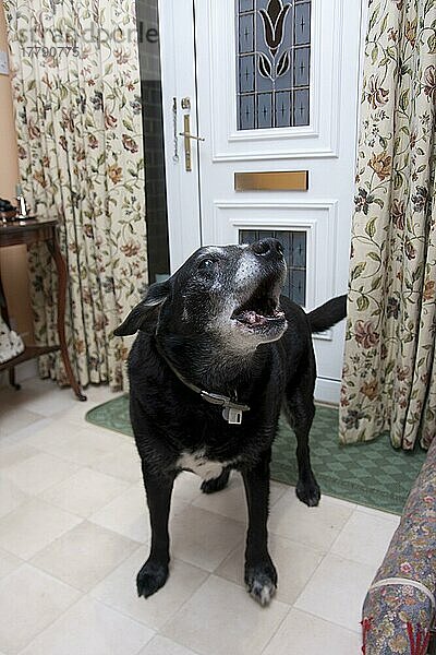 Mischlingshund  Labrador-Mischling  alter Hund  vor Wohnungstür  England  Großbritannien  Europa