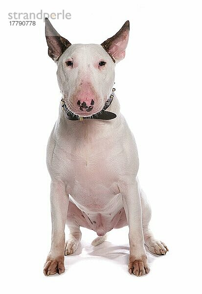 Haushund  Bullterrier  erwachsener Rüde  sitzend  mit Halsband