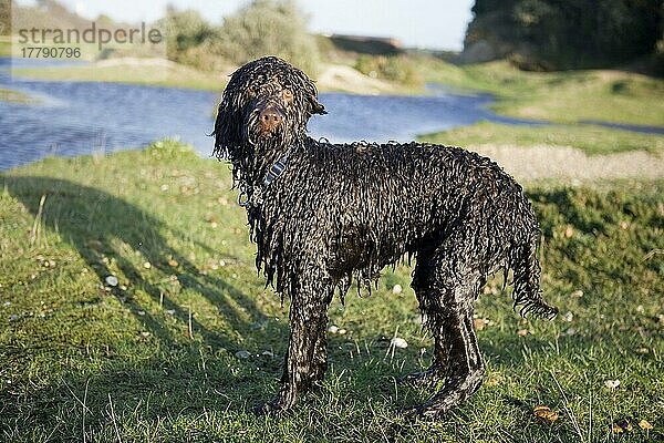 Haushund  Labradoodle  junge Hündin  mit nassem Fell  am Wasser stehend  Gosport  Hampshire  England  Dezember