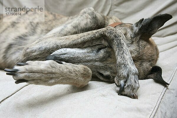 Lurcher  alter Hund