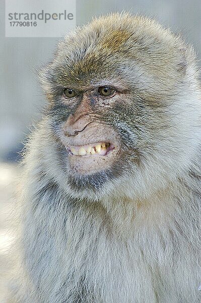 Berbermakak (Macaca sylvanus) erwachsen  Unterwerfungsausdruck  Gibraltar  Europa