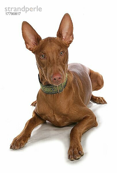 Haushund  Pharaoh Hound  erwachsener Rüde  liegend  mit Halsband