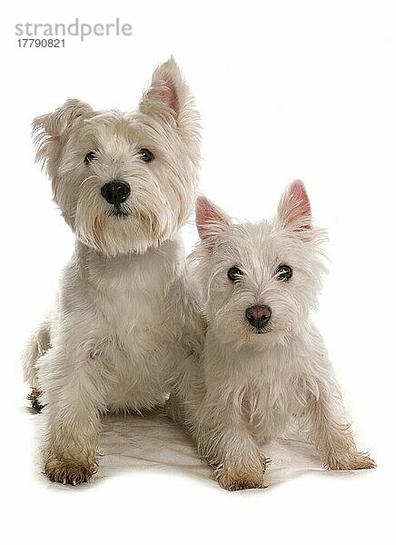 Haushund  West Highland Terrier  Erwachsener und Welpe  sitzend