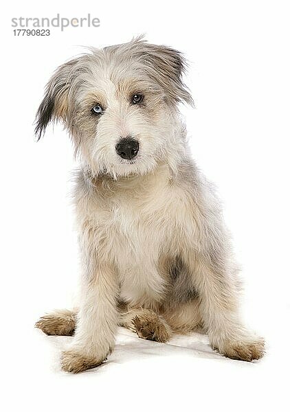 Haushund  Collie  weiblicher Welpe  Auge mit 'Wall Eye'-Heterochromie  odd-eyed