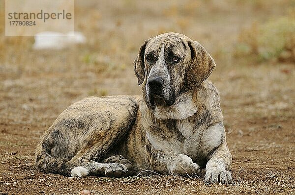 Haushund  Spanischer Mastiff  erwachsener Rüde  ruhend  als Cattle Dog in der Dehesa eingesetzt  Salamanca  Kastilien und Leon  Spanien  September  Europa