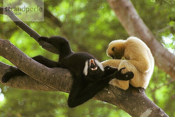 Nördlicher Weisswangen-Gibbon (Nomascus leucogenys)  erwachsenes Paar  weiblich  pflegeleicht  männlich  auf Baumast  Vietnam  Asien