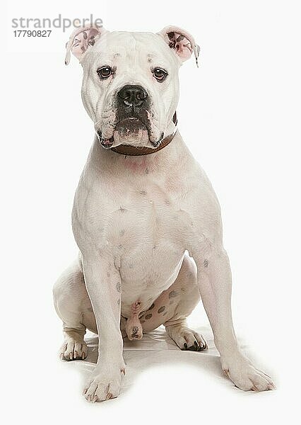 Haushund  Dorset Old Tyme Bulldogge  erwachsener Rüde  sitzend  mit Halsband