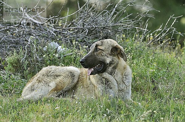 Haushund  Spanischer Mastiff  erwachsen  ruhend  als Ziegenhirte verwendet  Monfrague  Extremadura  Spanien  April  Europa