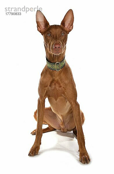 Haushund  Pharaoh Hound  erwachsener Rüde  sitzend  mit Halsband