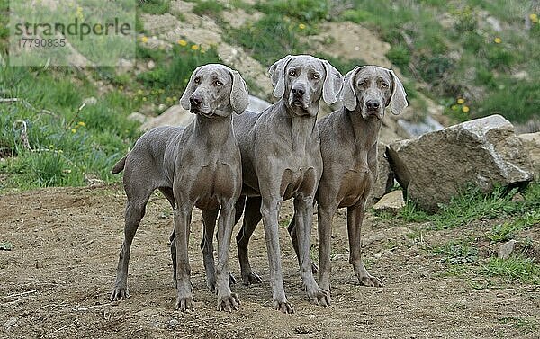 Haushund  Weimaraner  drei Erwachsene  stehend