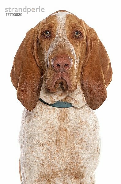 Haushund  Bracco Italiano  erwachsener Rüde  Nahaufnahme des Kopfes  mit Halsband