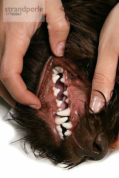 Besitzer kontrolliert Gebiss von Labradoodle  Junghündin  Zahn  Zähne
