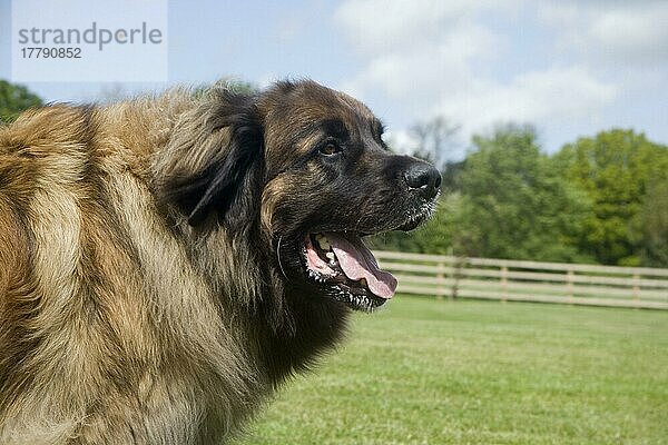 Haushund  Leonberger  erwachsener Rüde  Nahaufnahme des Kopfes  auf Gartenwiese  England  Mai