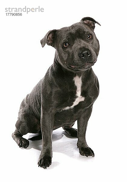 Haushund  Staffordshire Bull Terrier  erwachsen  sitzend