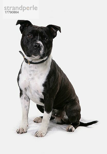 Haushund  Staffordshire Bull Terrier  erwachsene Hündin  mit Halsband  sitzend