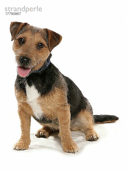 Haushund  Patterdale Terrier  erwachsen  sitzend  mit Halsband