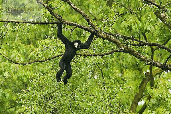 Nördlicher Weißwangen-Gibbon (Nomascus leucogenys)  erwachsenes Männchen  am Ast hängend  in Gefangenschaft