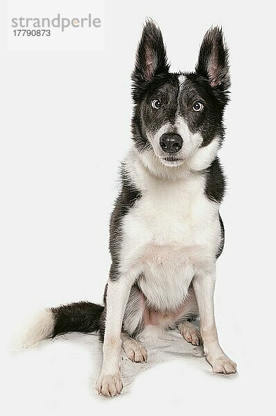 Mischlingshund  Husky-Mischling  schielt  schielen  schielend