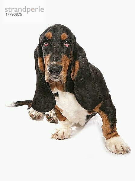 Haushund  Basset Hound  erwachsen  sitzend