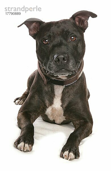 Haushund  Staffordshire Bull Terrier  erwachsen  liegend