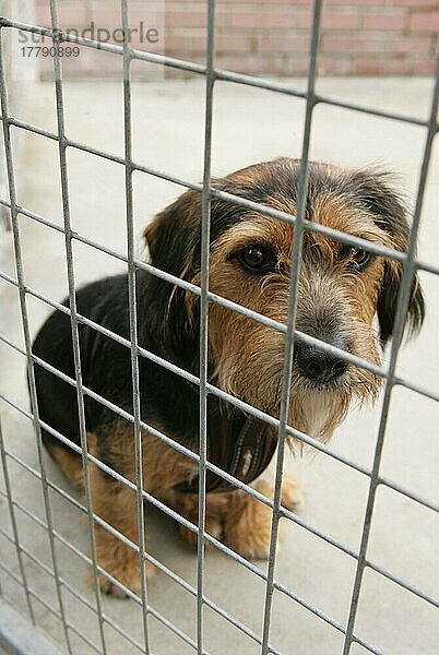 Mischlingshund im Tierheim  in Zwinger  England  Großbritannien  Europa