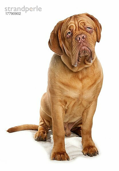 Haushund  Französischer Mastiff (Bordeauxdogge)  erwachsener Rüde  sitzend