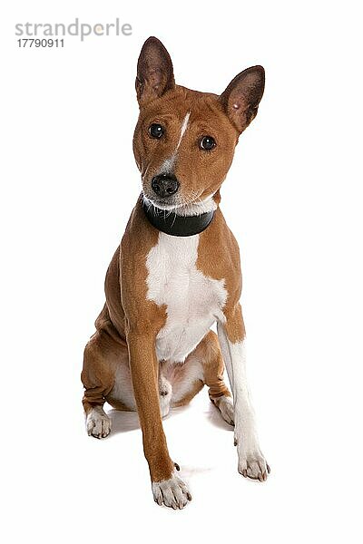 Haushund  Basenji  erwachsener Rüde  mit Halsband  sitzend