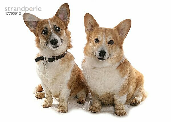 Haushund  Pembroke Welsh Corgi  zwei Erwachsene  sitzend
