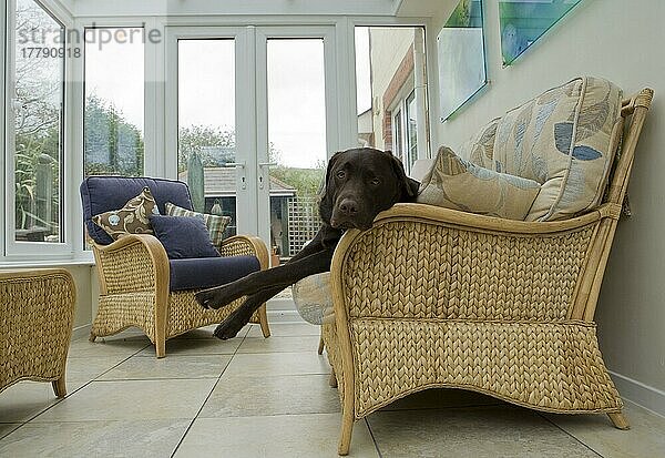 Haushund  Chocolate Labrador Retriever  erwachsen  auf Stuhl im Konservatorium ruhend  England  Oktober