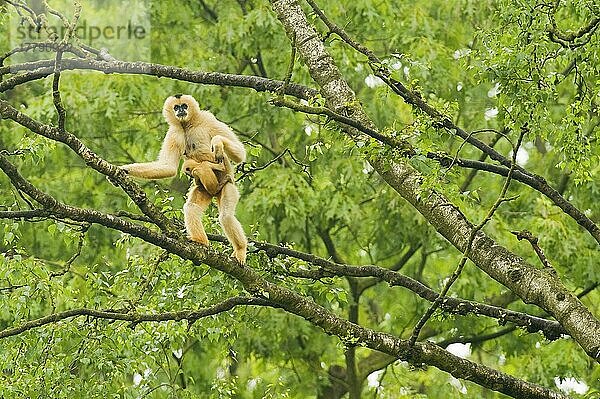Nördlicher Weißwangen-Gibbon (Nomascus leucogenys)  erwachsenes Weibchen mit Baby  stehend auf einem Ast  in Gefangenschaft