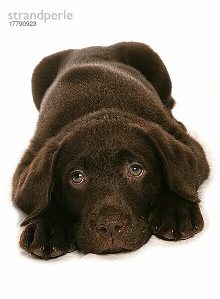 Haushund  Chocolate Labrador Retriever  Rüde  Welpe  liegend