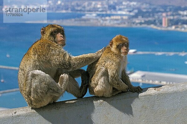 Berberaffe (Macaca sylvanus)  Erwachsene  unreif  an der Wand sitzend  Gibraltar  Europa