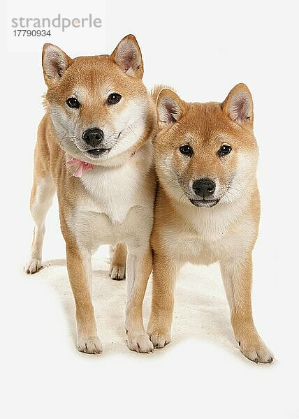 Haushund  Shiba Inu  zwei Erwachsene  stehend