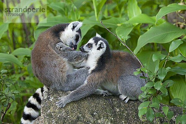 Ringelschwanz-Lemur (Lemur catta) zwei Erwachsene  gegenseitige Fellpflege  Anja Reserve  Madagaskar  Afrika