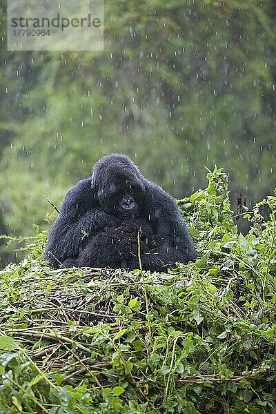 Berggorilla (Gorilla beringei beringei) erwachsenes Weibchen mit Jungtieren  sitzt während der Regenzeit auf dem Nest  Vulkane N. P. Virunga-Berge  Ruanda  Afrika