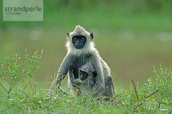 Graue Büschellangur (Semnopithecus priam)  erwachsene Frau mit Baby  Arugam Bay  Sri Lanka  Asien