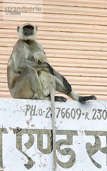 Gewöhnliche Langur (Semnopithecus entellus)  Erwachsene mit Jungen  auf Ladenschild sitzend  Jaipur City  Rajasthan  Indien  Asien