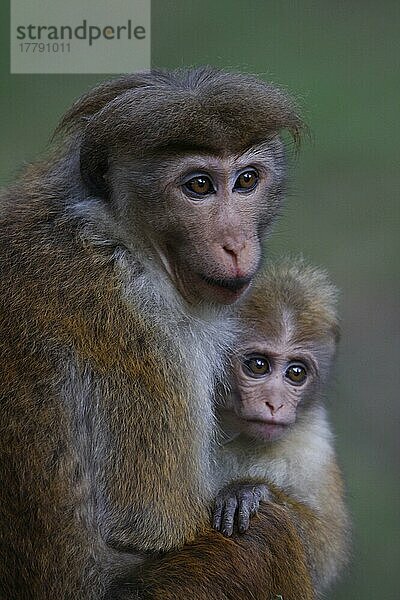 Ceylon-Hutaffe  Ceylon-Hutaffen  Affen  Makaken  Primaten  Säugetiere  Tiere  mountain race of the Toque Monkey