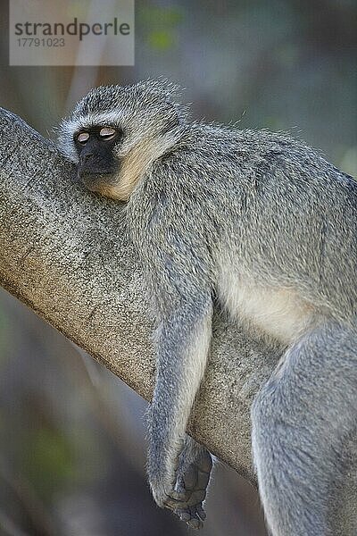 Grüne Meerkatze (Chlorocebus aethiops)  erwachsen  schläft auf einem Ast  Pilanesberg Game Reserve  Südafrika