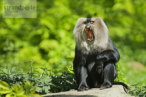 Löwenschwanzmakak (Macaca silenus) erwachsen  gähnend  auf Felsen sitzend  in Gefangenschaft