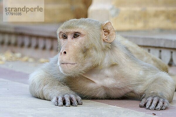 Rhesusmakak (Macaca mulatta) erwachsen  ruhend  Krishna-Tempel  Jaipur-Stadt  Rajasthan  Indien  Asien