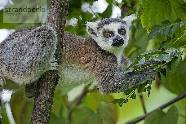 Erwachsener Ringelschwanz-Lemur (Lemur catta)  ernährt sich von den Blättern eines Baumes  Anja-Reservat  Madagaskar  Afrika