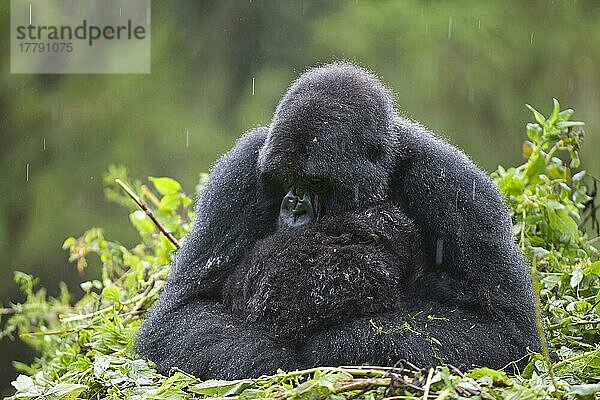 Berggorilla (Gorilla beringei beringei) erwachsenes Weibchen mit Jungtieren  sitzt während der Regenzeit auf dem Nest  Vulkane N. P. Virunga-Berge  Ruanda  Afrika