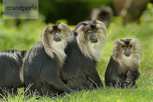 Löwenschwanzmakak (Macaca silenus) Erwachsene und Jugendliche  am Boden sitzend  in Gefangenschaft